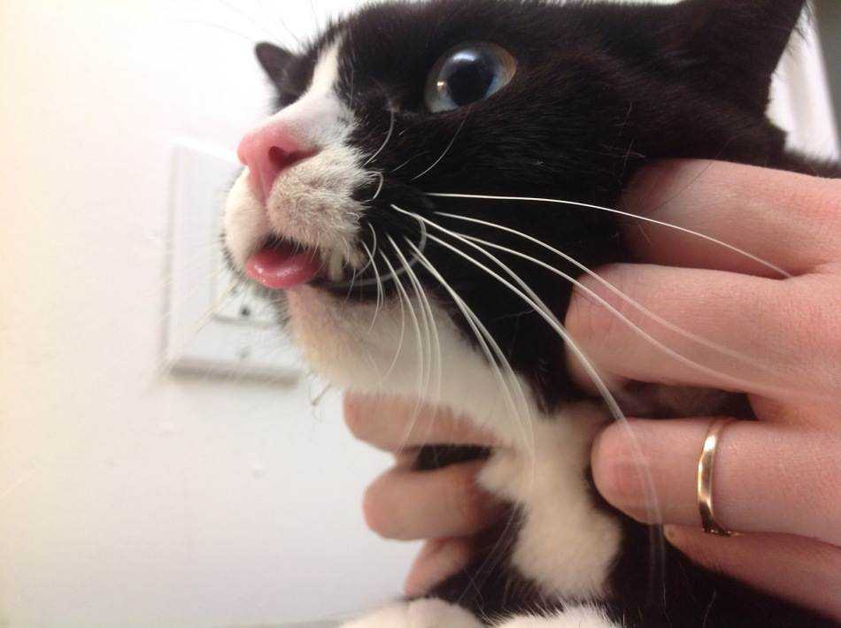 У кота высунут язык и текут слюни
