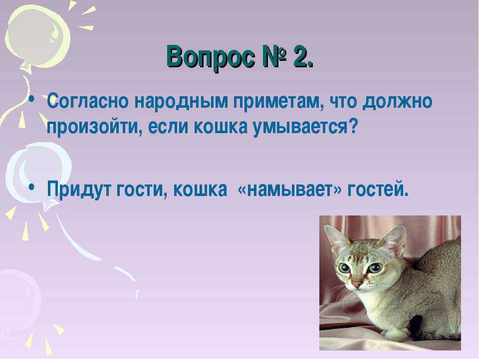 Почему коты не приживаются в доме: приметы
