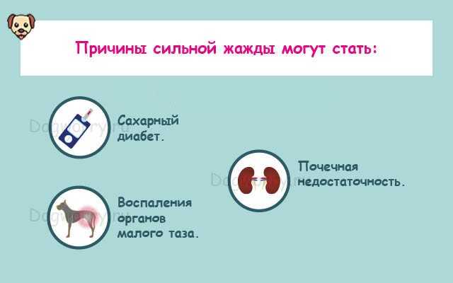 Анорексия у собак — причины и способы лечения в домашних условиях