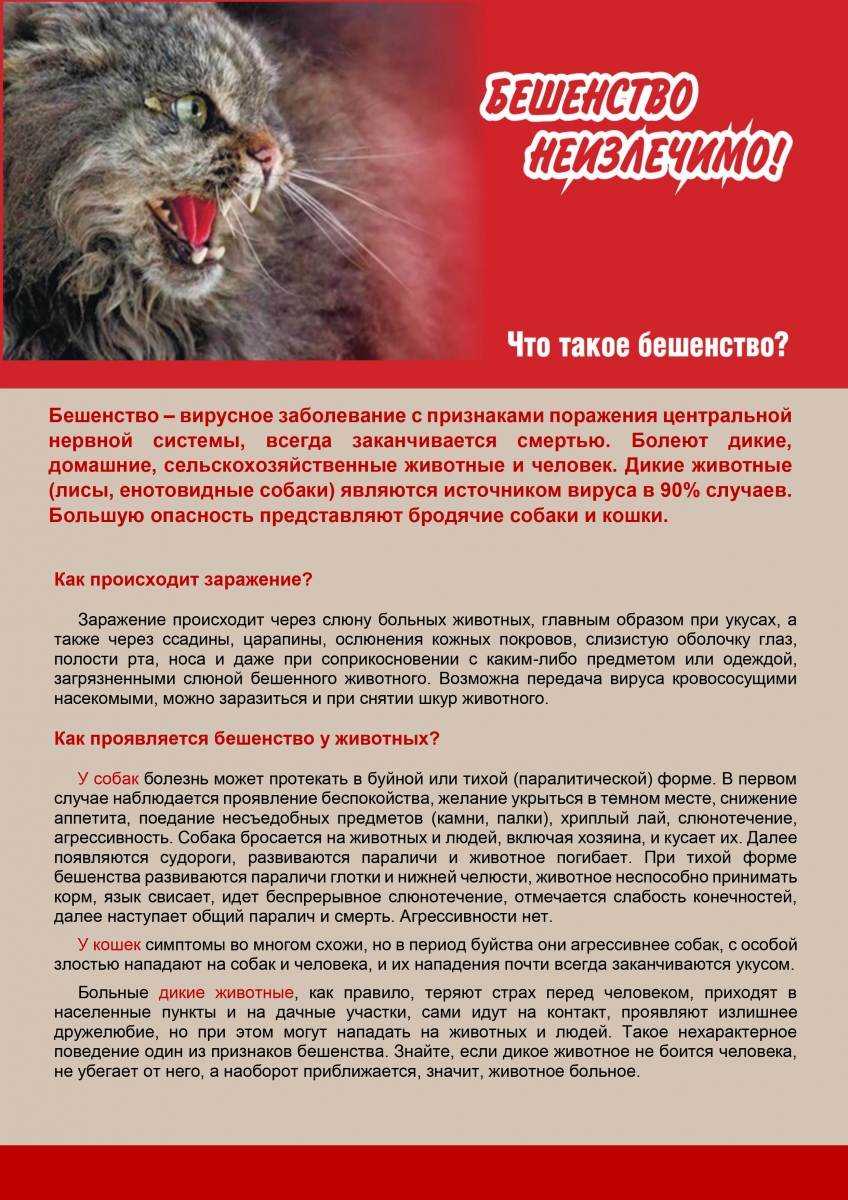 Вирус иммунодефицита у кошек: симптомы, как передаётся, лечение