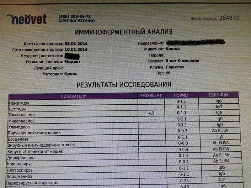 Токсоплазмоз у кошек: причины, симптомы, лечение, прогноз, осложнения | блог ветклиники "беланта"