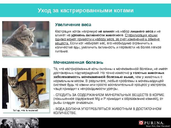 Кастрация котов: плюсы и минусы, особенности, правила ухода