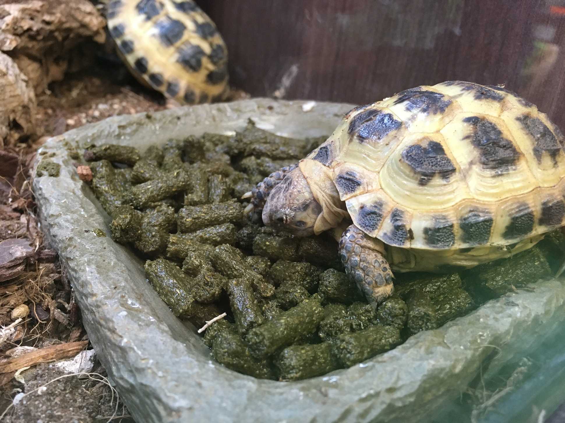 Что едят сухопутные черепахи, чем их можно кормить в домашних условиях и чем нельзя