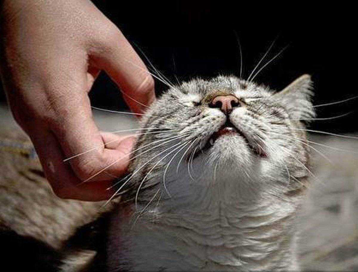 Кошка чешет уши