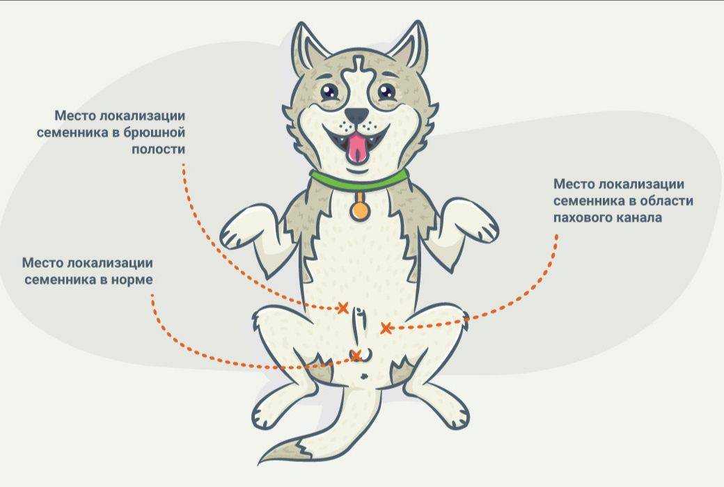 Как коты переносят кастрацию? изменения поведения и осложнения после операции