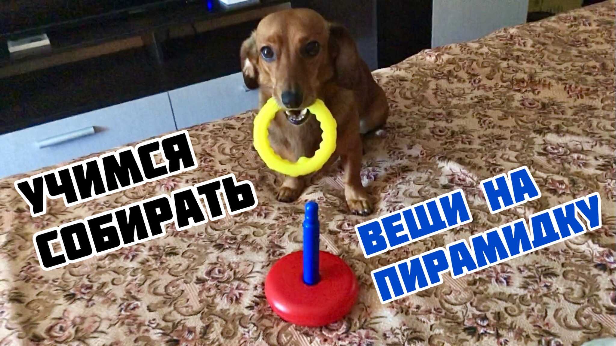 Собака разговаривает. собака разговаривает