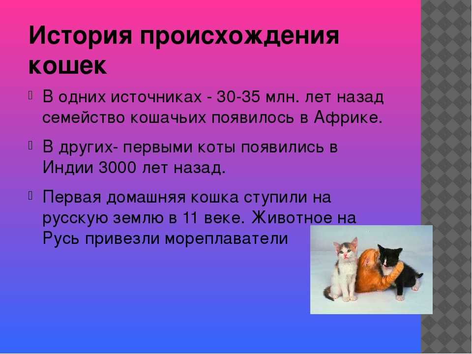 Откуда взялись на земле кошки, от кого они произошли и когда появились, кто является диким предком домашних питомцев?
