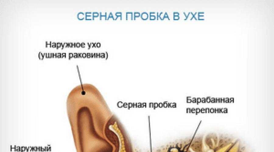 Чернота у кошки в ушах: что это и как лечить?