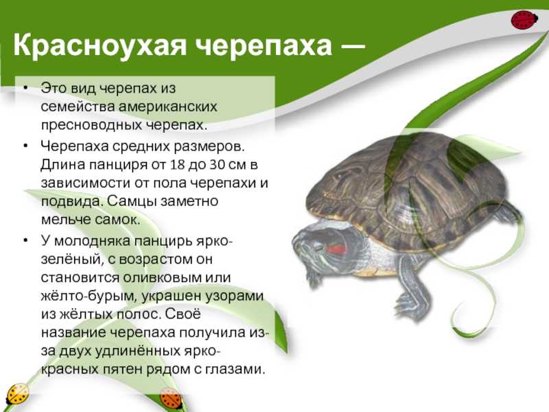 Сколько лет живут красноухие черепахи в домашних условиях