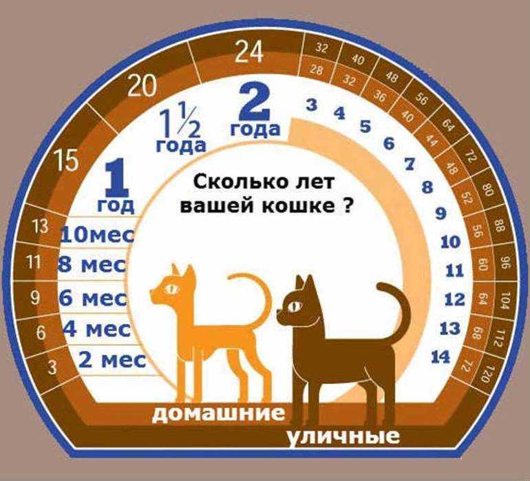 По каким показателям и как определить возраст кошки