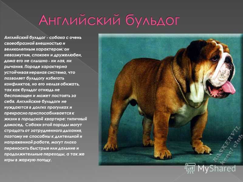 История породы французский бульдог