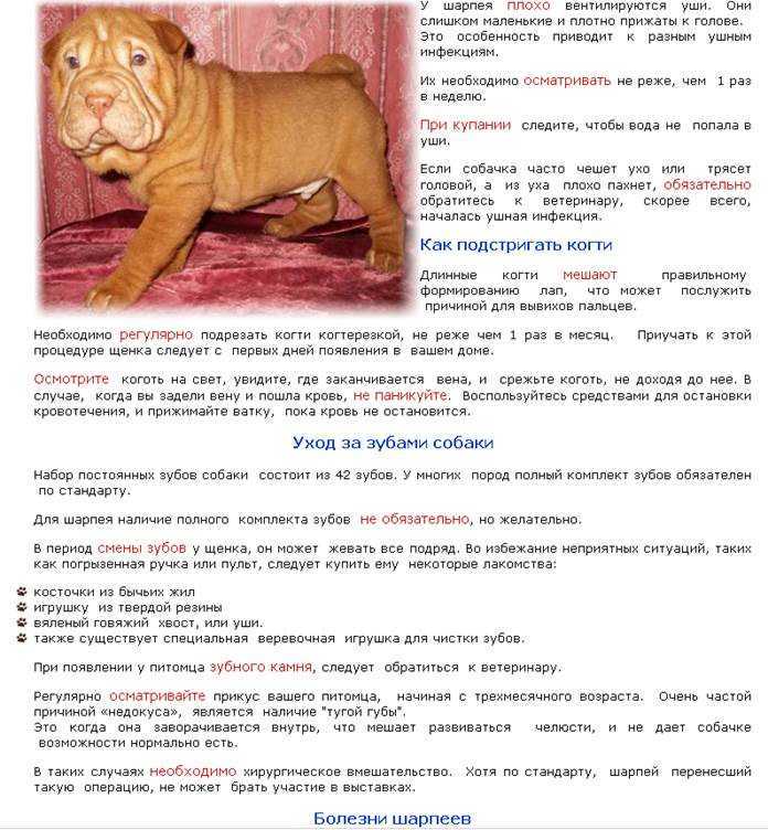 Чем кормить шарпея щенка и взрослую собаку - рацион питания