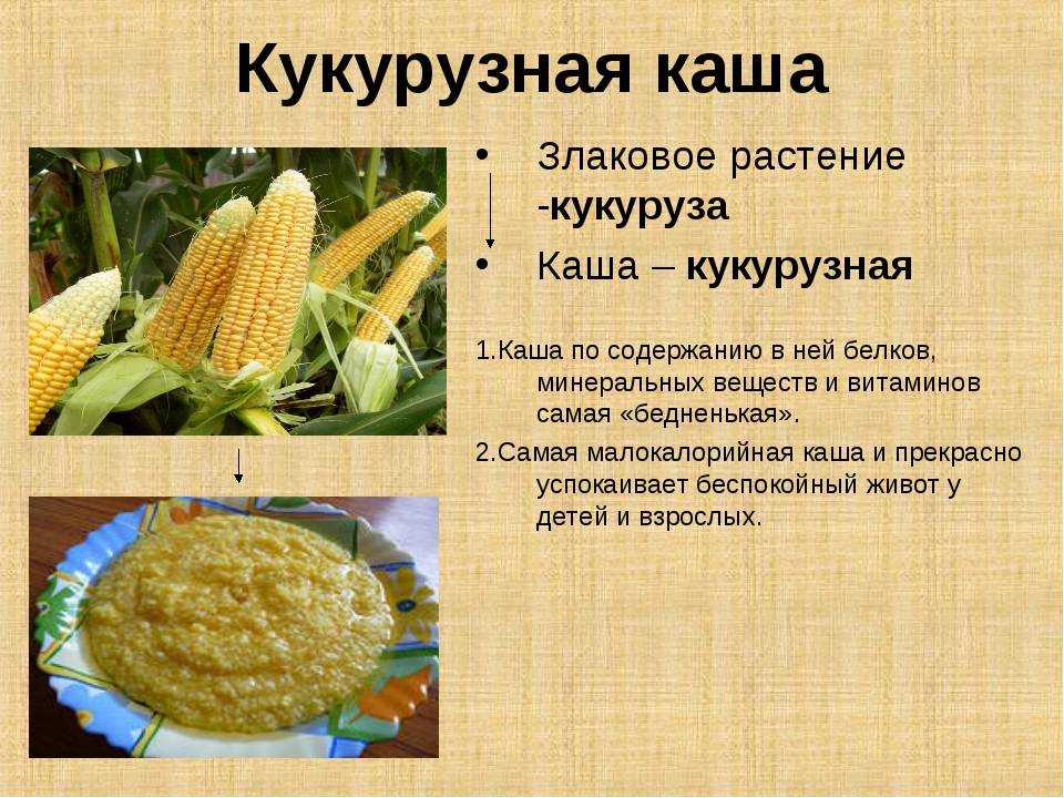 Можно ли собакам давать кукурузу?