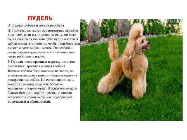 Происхождение, экстерьер и характер карликовых пуделей