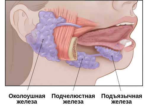 Околоушной паротит. Около ушной сиалоденит. Подъязычный сиалоаденит. Сиаладенит слюнной железы.