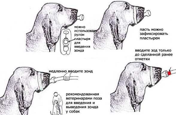 Как промыть желудок кошке. показания и порядок действий