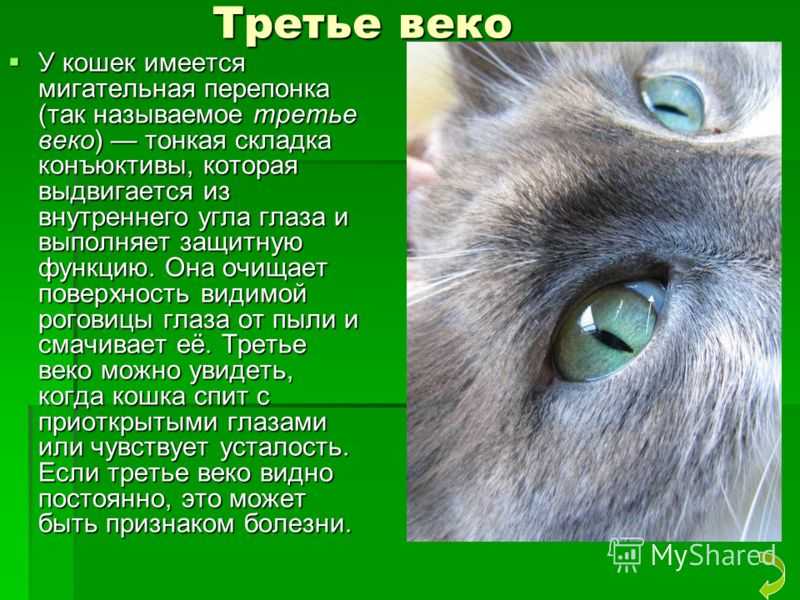 Слезотечение у кошек: возможные причины и терапия