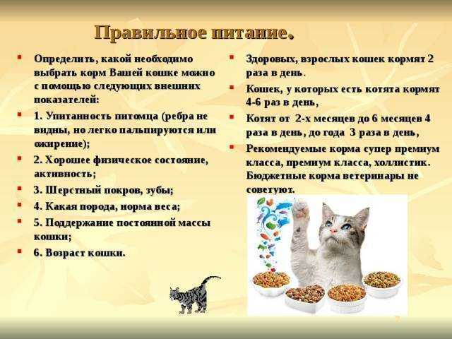 Можно ли давать коту сырое мясо и рыбу: правила кормления