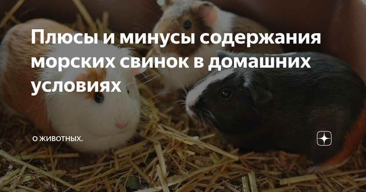 Сколько лет живут морские свинки в домашних условиях: средняя продолжительность жизни грызуна и его возраст по человеческим меркам