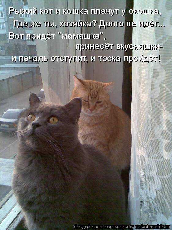 Могут ли кошки плакать? | звери дома