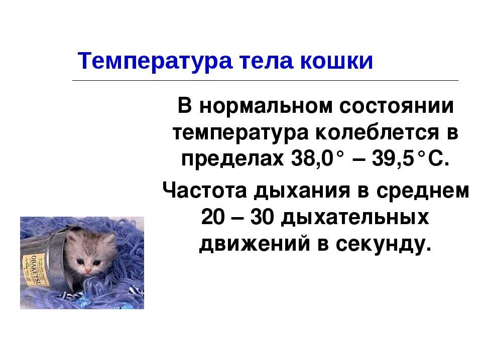 У кота температура: что делать в домашних условиях