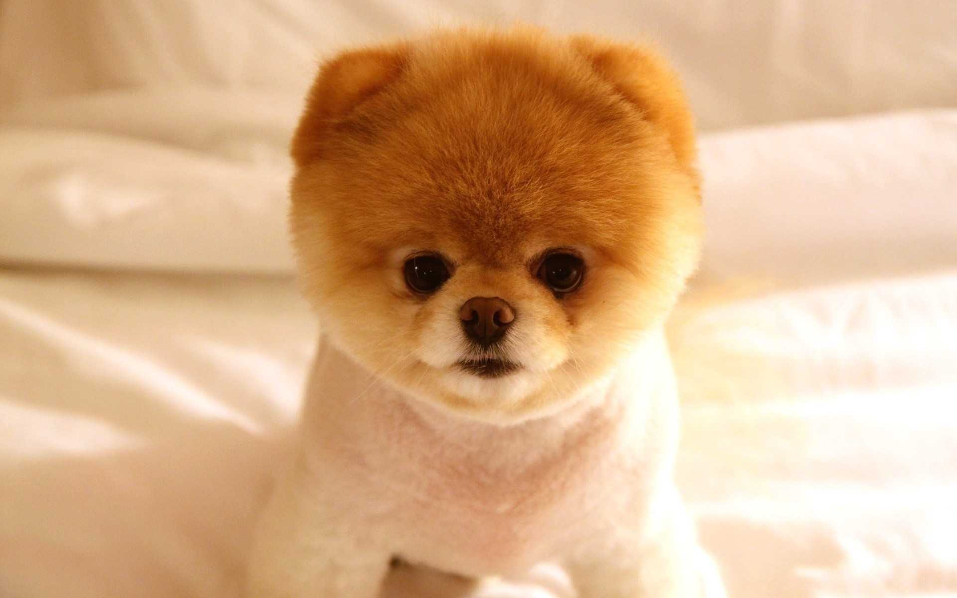 Кошка хромает на заднюю лапу