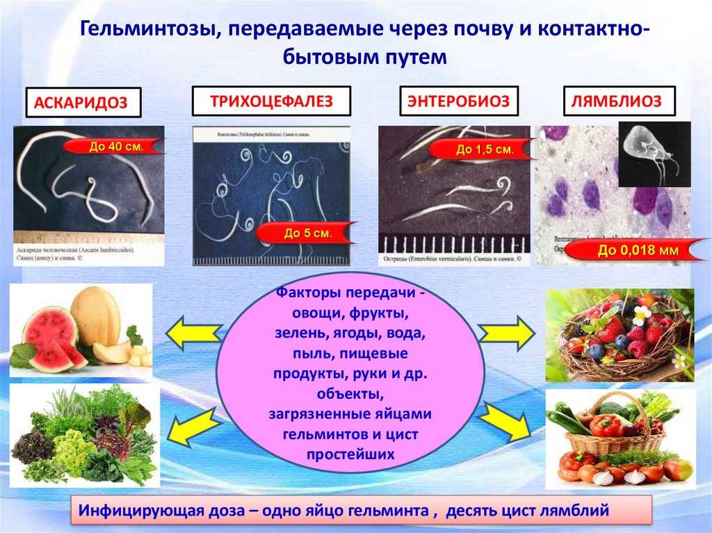 Цестоды и цестодозы у животных: общая характеристика