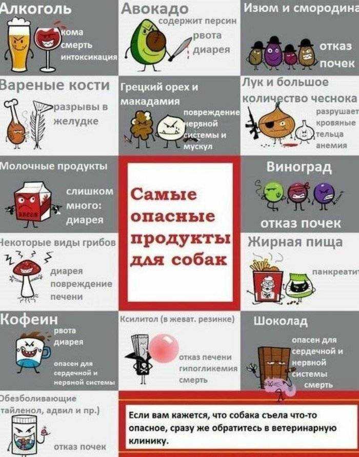 Как правильно кормить собаку