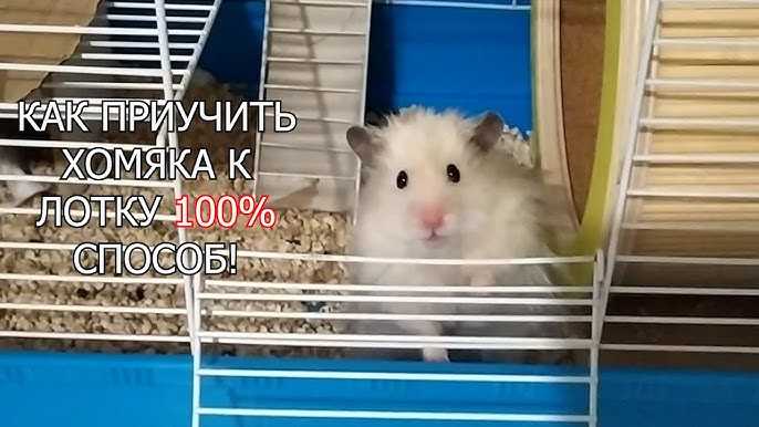 Фрукты и ягоды в рационе хомяка