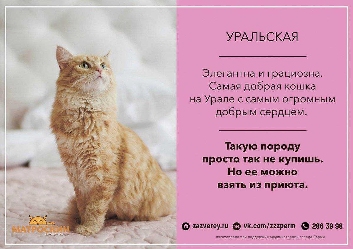 Как воспитывать котенка, чтобы он был ласковым и спокойным: правила воспитания котов и кошек