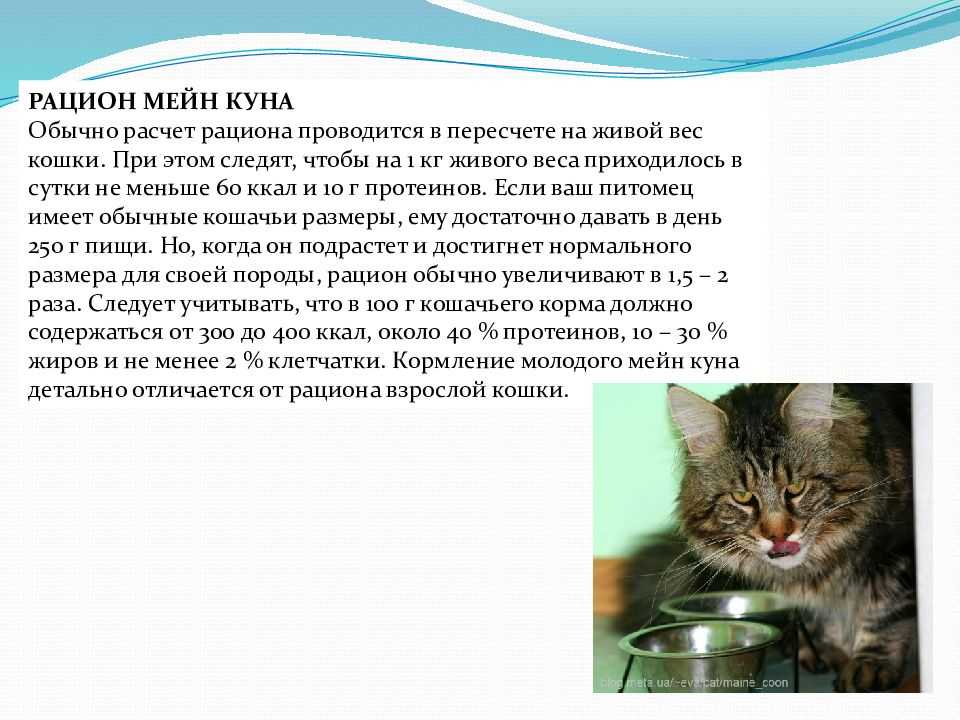 Мейн-кун в 4 месяца: вес, чем кормить и фото