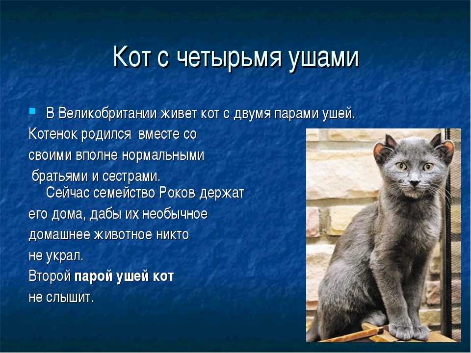 ᐉ кошка с четырьмя ушами порода – четырехухий кот - zoomanji.ru