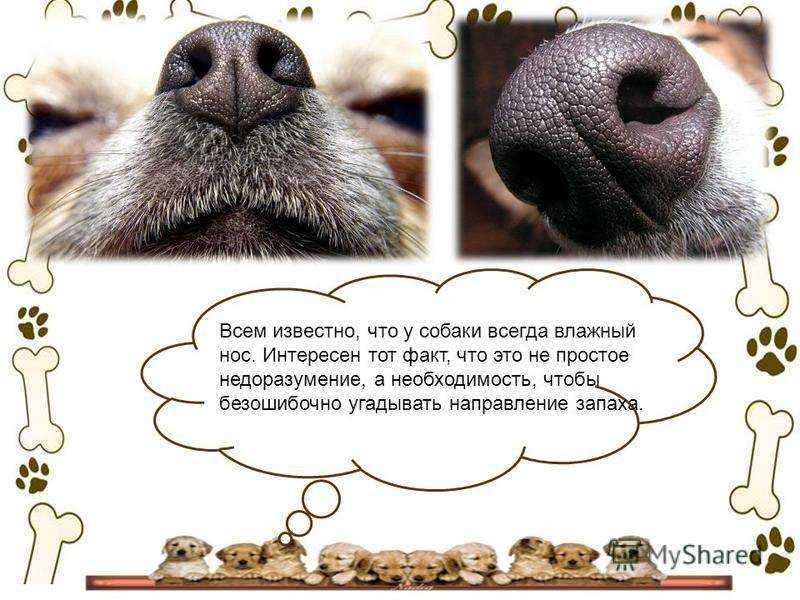 Горячий нос у собаки: что это значит, причины