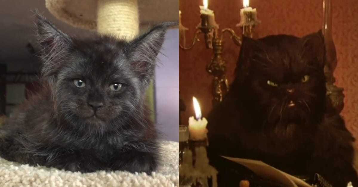 Коты и кошки с человеческим лицом: порода | фото, с глазами человека