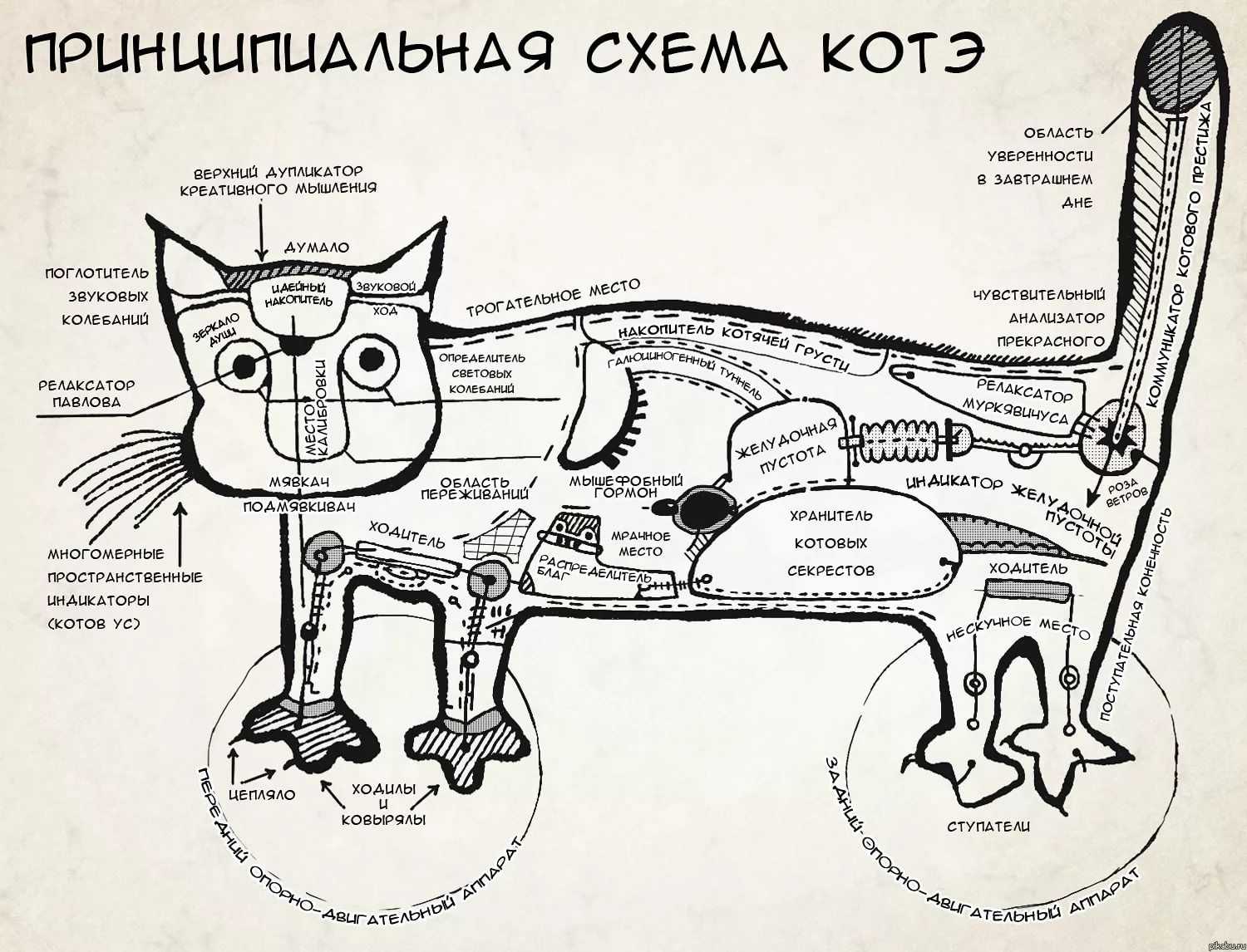 Как кормить кота натуральной едой: готовим коту сами
