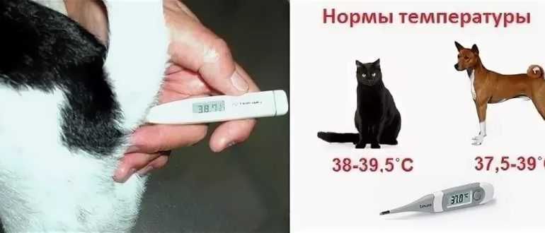Низкая температура у кошки - причины гипотермии и первая помощь