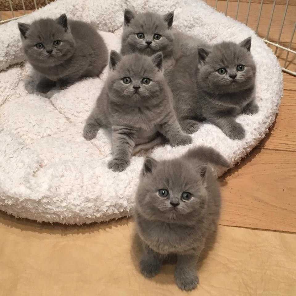 Чем кормить котенка 2 месяца британская вислоухая