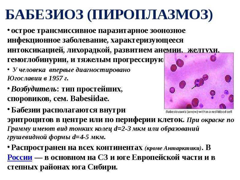 Пироплазмоз у собак - описание, симптомы и лечение