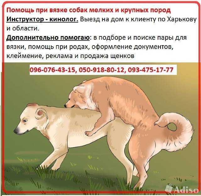Может ли собака без течки забеременеть: в каких случаях так происходит, стоит ли обратиться к ветеринару
