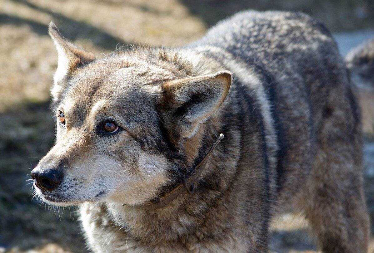 Волкособ