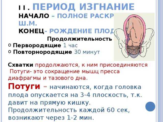 Роды у кошки: признаки, этапы, помощь