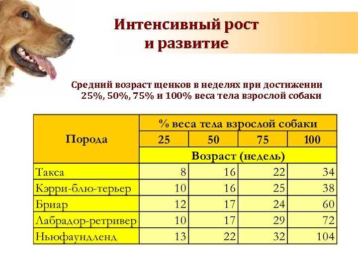 До скольки месяцев собака щенок
