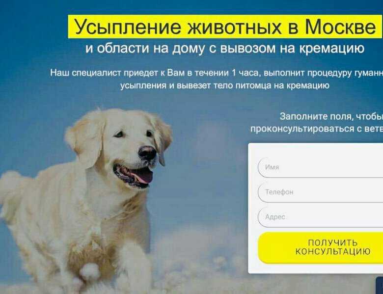 Как правильно проводить эвтаназию домашних животных
