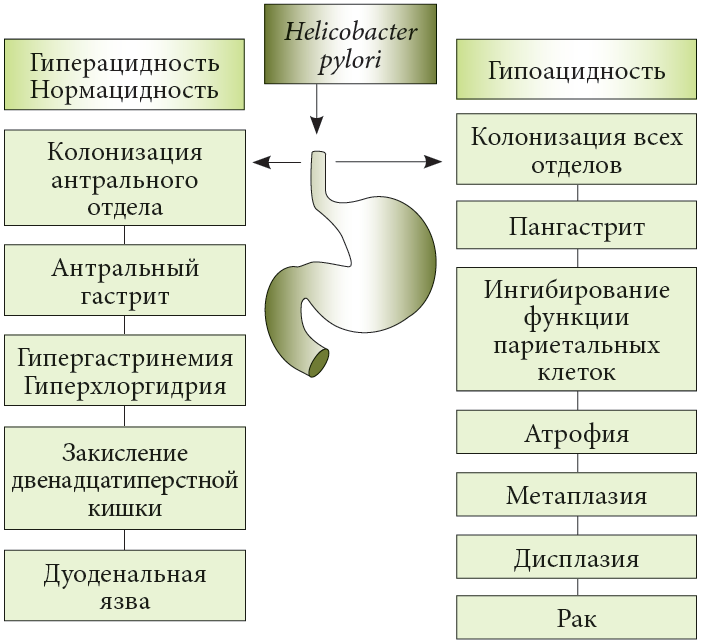 Helicobacter spp. хеликобактер у собак и кошек