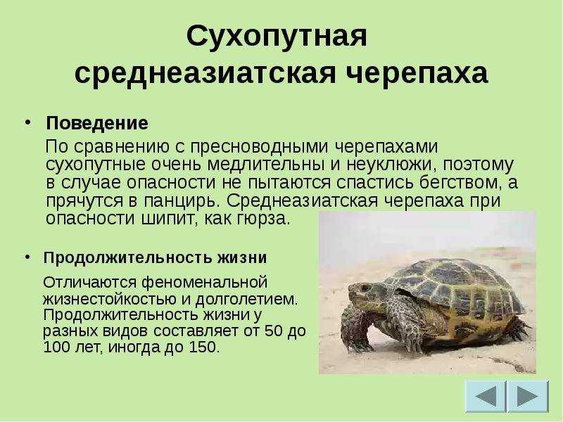 Доклад-сообщение зеленая морская черепаха 2, 3, 4 класс