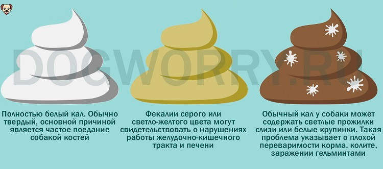 ᐉ у кота светлый кал причины – у котенка белый стул - zoomanji.ru