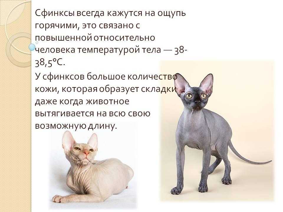 В данной статье будет сказано о том, какая должна быть температура тела у сфинксов А так же, что следует предпринять при повышенной температуре или переохлаждении питомца