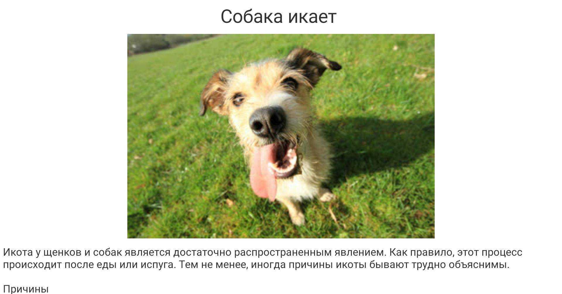 Собака икает: причины, меры профилактики | блог ветклиники "беланта"