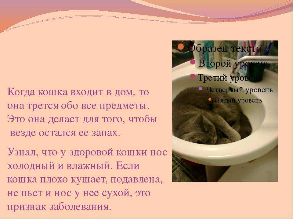 Сухой нос у котенка – норма или отклонение? в каких случаях сухой нос котенка означает болезнь, что делать, если нос горячий - автор екатерина данилова - журнал женское мнение