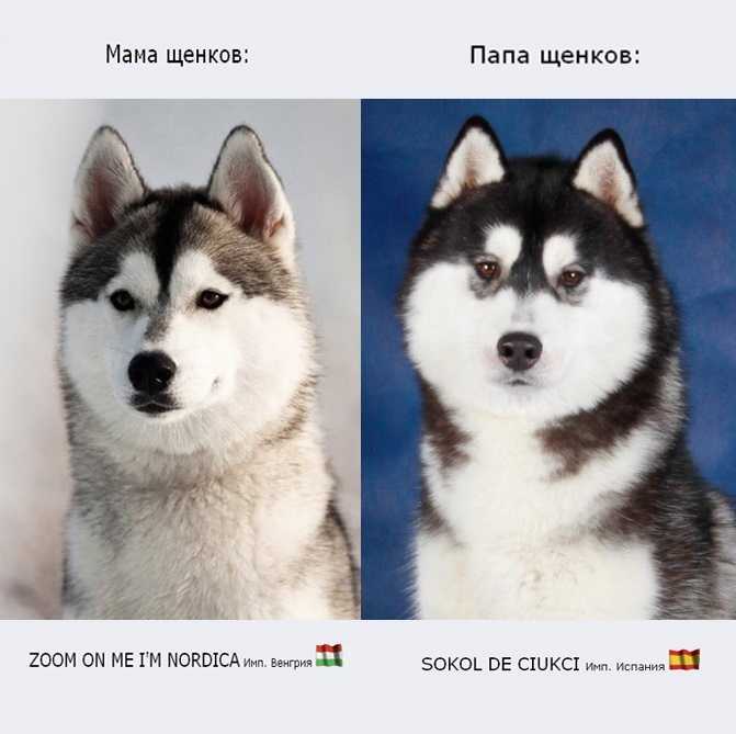 Сибирский хаски  — любимец публики